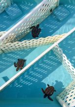 Five month old Loggerheads in their apartments, awaiting release at the Marinelife Center in Juno Beach