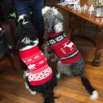 The dogs wore sweaters (Bootsie at left)